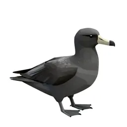 White-chinned petrel