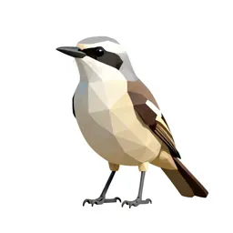 White-rumped shrike