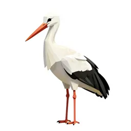 White stork