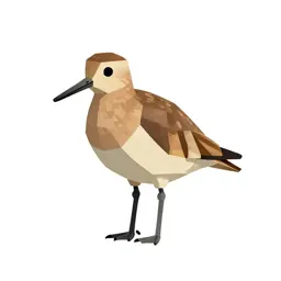 Willet