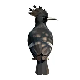 Wood hoopoe