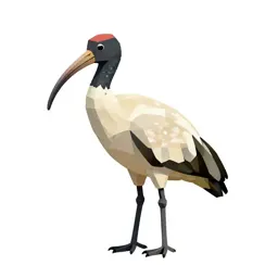 Wood ibis