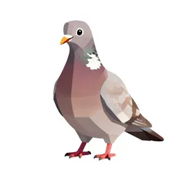 Wood pigeon
