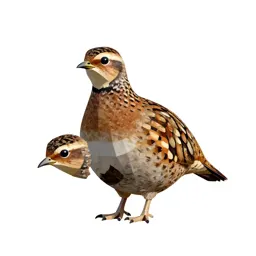 Woodcock