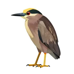 Yellow-crowned night heron