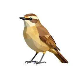 Ant shrike