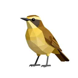 Ant thrush