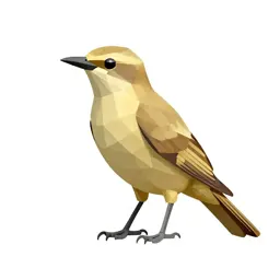 Apodiform bird