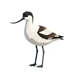Avocet