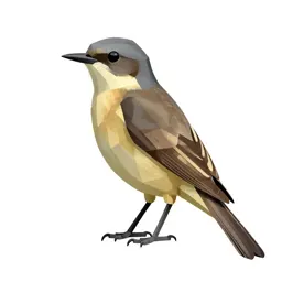 Eastern kingbird