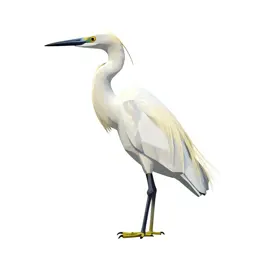 Egret