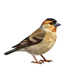 Evening grosbeak