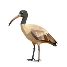 Ibis