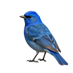 Indigo bunting