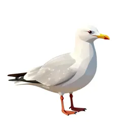 Ivory gull