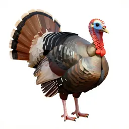 Ocellated turkey