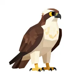 Osprey