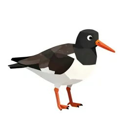 Oystercatcher