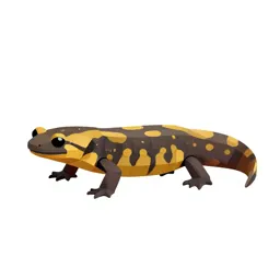 Common newt