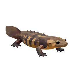 Rough-skinned newt