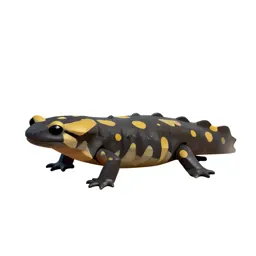 Spotted salamander
