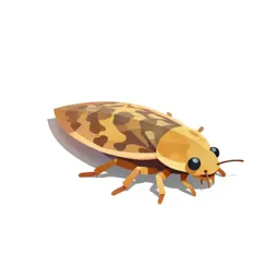 Backswimmer