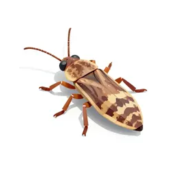 Bark-louse