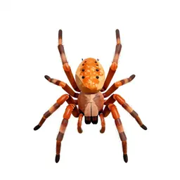 Barn spider