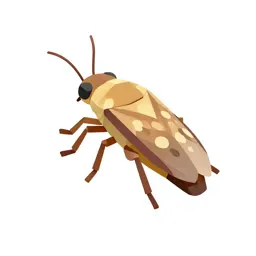 Bird louse