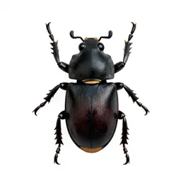 Black carpet beetle