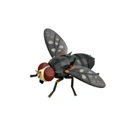 Blackfly