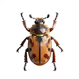 Blister beetle