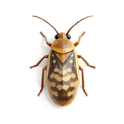 Body louse