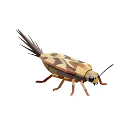 Bristletail