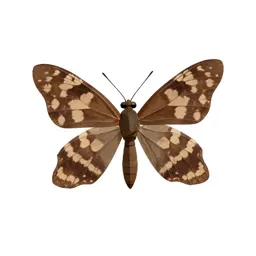 Brown lacewing
