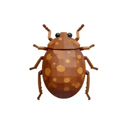 Brown soft scale