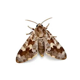 Browntail
