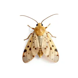 Caddis fly