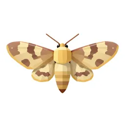 Carpet moth