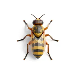 Chalcid fly