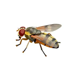 Chalcis fly