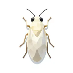 Citrus whitefly