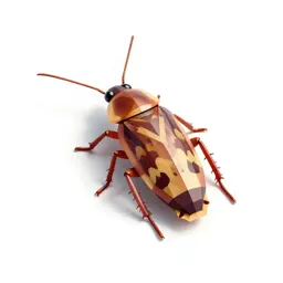 Cockroach