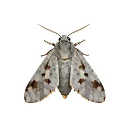 Codling moth