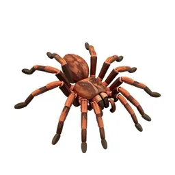 Comb-footed spider