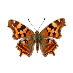 Comma