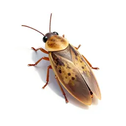 Common booklouse