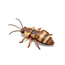 Common European earwig
