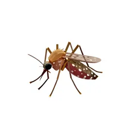 Common mosquito