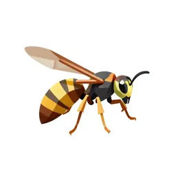 Common wasp
